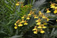 10 Orchideengarten Singapur