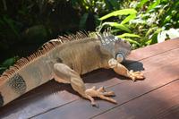 102 Schmetteringspark Sentosa