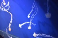 122 Aquarium Sentosa