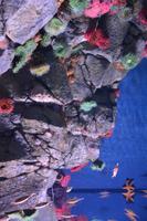 126 Aquarium Sentosa