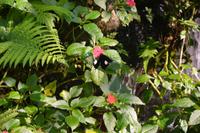 451 Schmetterlingspark Kuala Lumpur