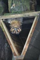 464 Vogelpark Kuala Lumpur