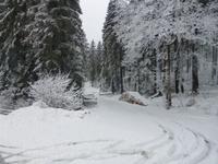 Blick in den frisch verschneiten Wald.