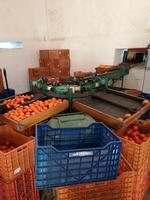 Ausflug Silves und Monchique - Orangenplantage