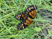 Ausflug Silves und Monchique - Orangenplantage