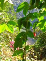 Wanderung an der Levada da Ribeira da Janela