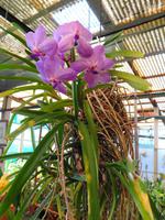 Pregetter’s Orchideengarten „Jardim Orquídea“, Funchal 