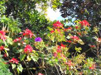 Blick von Pregetter’s Orchideengarten „Jardim Orquídea“, Funchal 