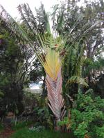 Pregetter’s Orchideengarten „Jardim Orquídea“, Funchal