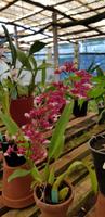 Orchideengarten Quinta da Boa Vista 
