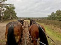 Tag 4 - Kutschfahrt durch die Lüneburger Heide