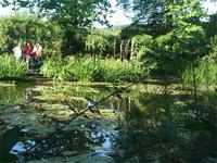 Seerosenteich von Monet