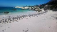 Pinguine am Boulder's Beach