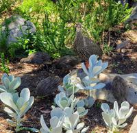 Rebhühner im Botanischen Garten Kirstenbosch