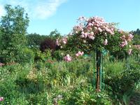Rosen im Garten von Claude Monet