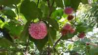 AIDAcara, Gran Canaria, Botanischer Garten