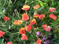 Roter Mohn im Garten von Monet