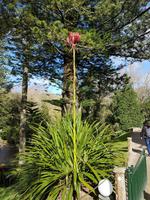 AIDAcara, Azoren, Insel Sao Miguel, Furnas, Terra Nostra Park, Yuccapalme