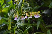 Stadtrundfahrt Singapur - Orchideengarten