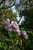 Stadtrundfahrt Singapur - Orchideengarten