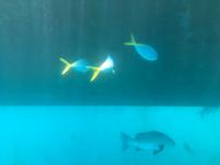 Ausflug zum Great Barrier Reef - Fahrt mit dem Halbtauchboot