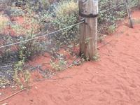 Sonnenuntergang am Uluru - Schlange frisst Fledermaus
