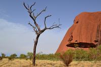 Uluru - Spaziergang zum Wasserloch