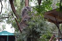 Featherdale Wildlife Park - Koalas