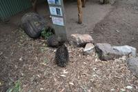 Featherdale Wildlife Park