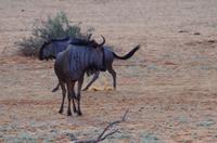 Rundfahrt in der Kalahari - Gnus