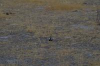 Pirschfahrt im Etosha - Gackeltrappe