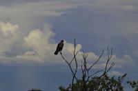 Pirschfahrt im Etosha - Sperber