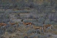 Pirschfahrt im Etosha - Springböcke