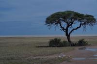 Pirschfahrt im Etosha 