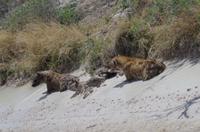Pirschfahrt im Etosha - Hyänen