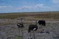 Pirschfahrt im Etosha - ein Strauß Sträuße