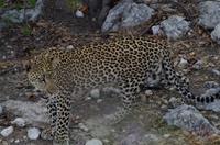 Pirschfahrt im Etosha - Leopard