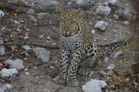 Pirschfahrt im Etosha - Leopard