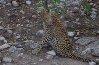 Pirschfahrt im Etosha - Leopard