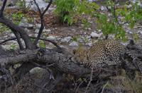 Pirschfahrt im Etosha - Leopard