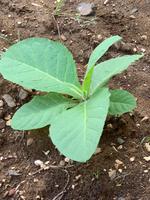 Besuch in der Zigarrenschaufabrik VegaFina