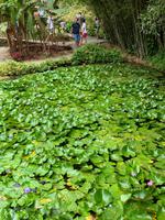 Jardin de Balata