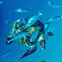 Schnorcheln mit Schildkröten auf Barbados