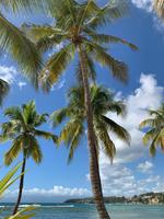 Palmenliebe in der Karibik