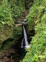 Hibiscus-Wasserfall auf Dominica