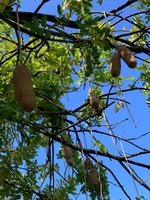 Botanischer Garten in Roseau