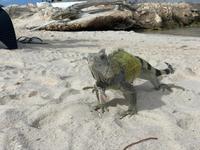 Hübscher Inselbewohner auf Curacao