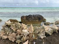 Romantische Strände von Bonaire
