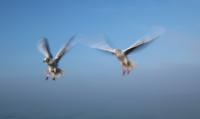 Möwen im Landeanflug