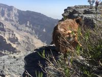 052 Jebel Shams - Grand Canyon